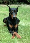 Avatar utente
